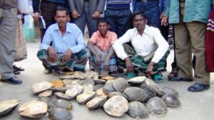 সিরাজগঞ্জে কচ্ছপ উদ্ধার