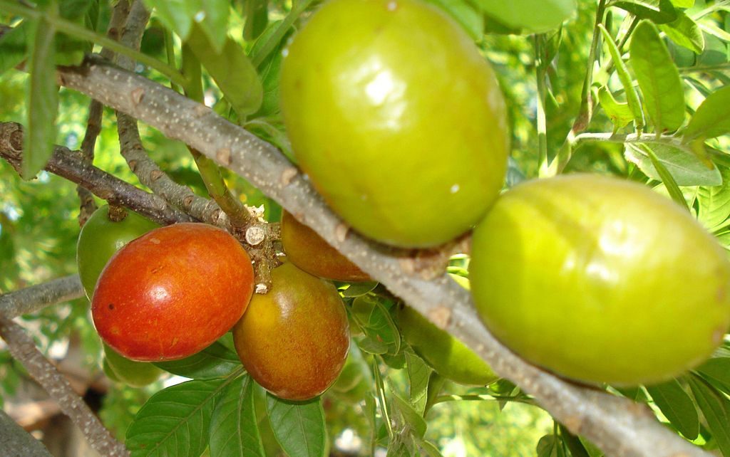 কাঁচা ও পাকা লাল আমড়ার ছবি এবং লাল আমড়া গাছের পাতা