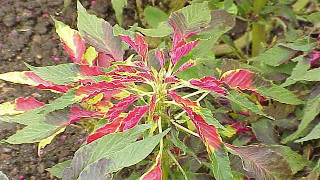 ডেংগা বা কান্‌কানটী শাকের পাতা ও ফুলের ছবি