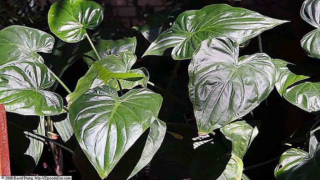 চীনা-বিষকচুর পাতা