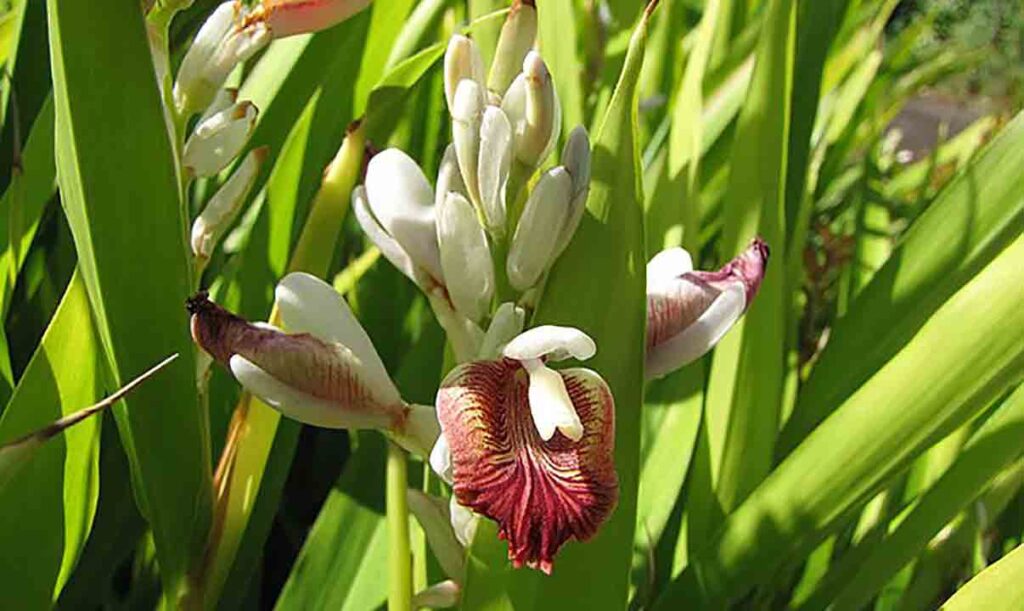 দেশী-ছোট-এলাচ