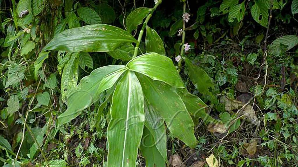 খুশি-ফুল