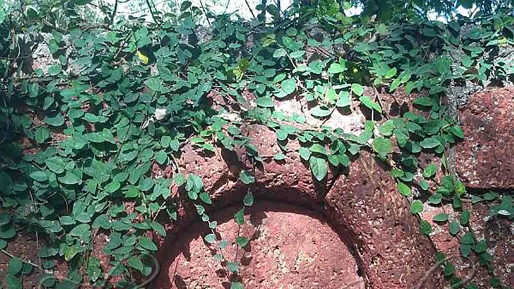 লতা ডুমুর বা দেয়াল ডুমুর বা লতা বট গাছ