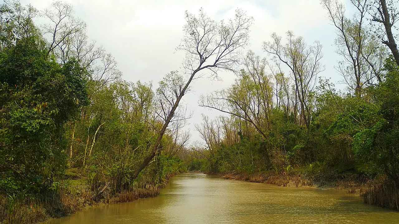 বাংলাদেশের বনাঞ্চল