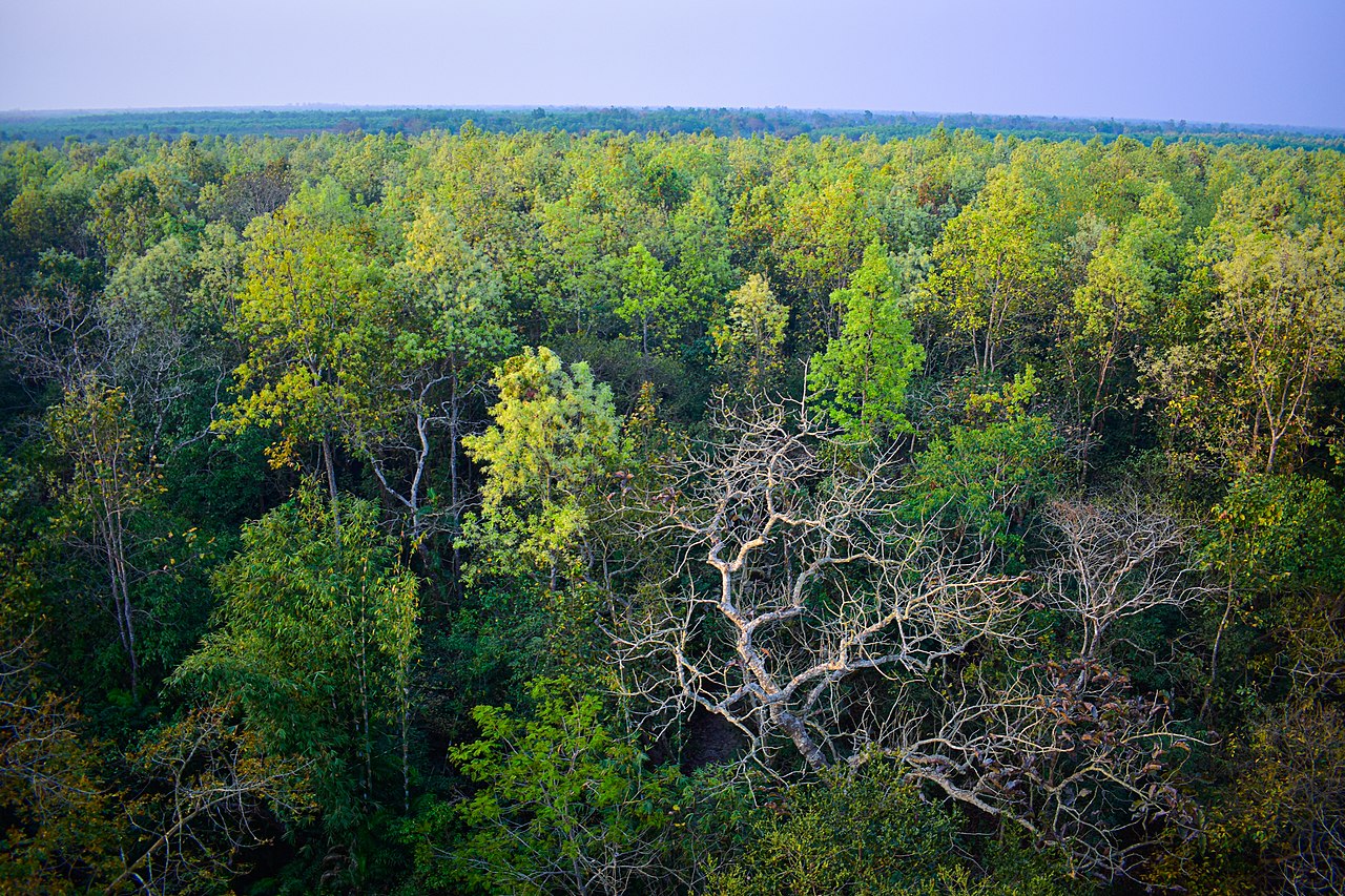 মধুপুর জংগল