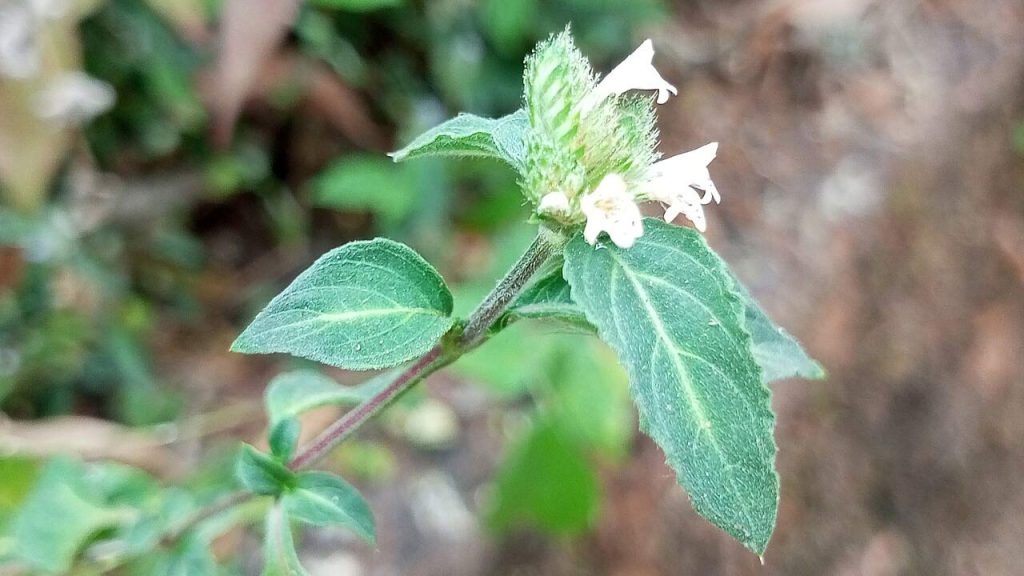 শ্বেতফুলি উদ্ভিদের পাতা এবং ফুলের ক্লোজ-আপ ছবি (Lepidagathis incurva)