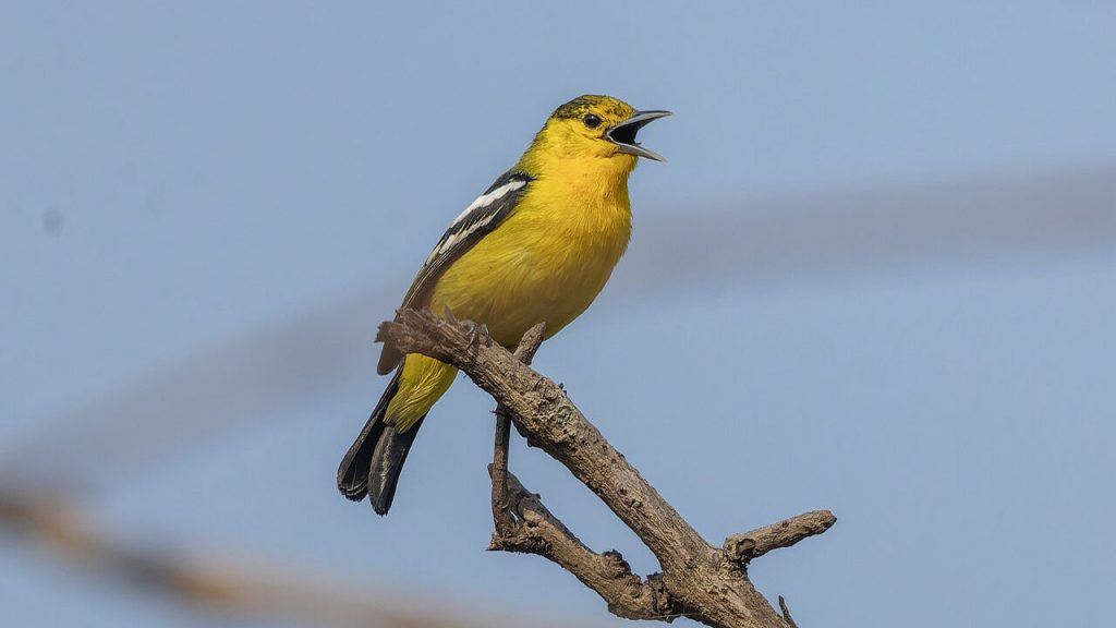 পাতি ফটিকজল পাখি