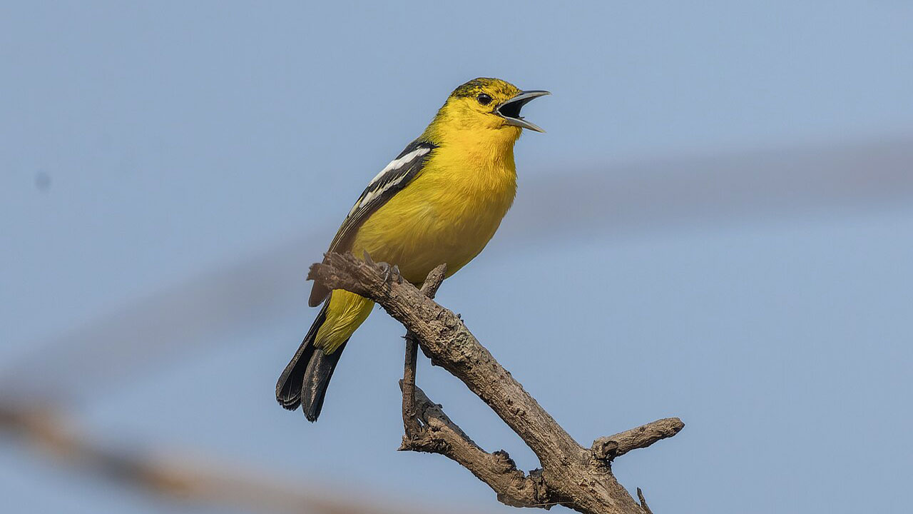 পাতি ফটিকজল পাখি