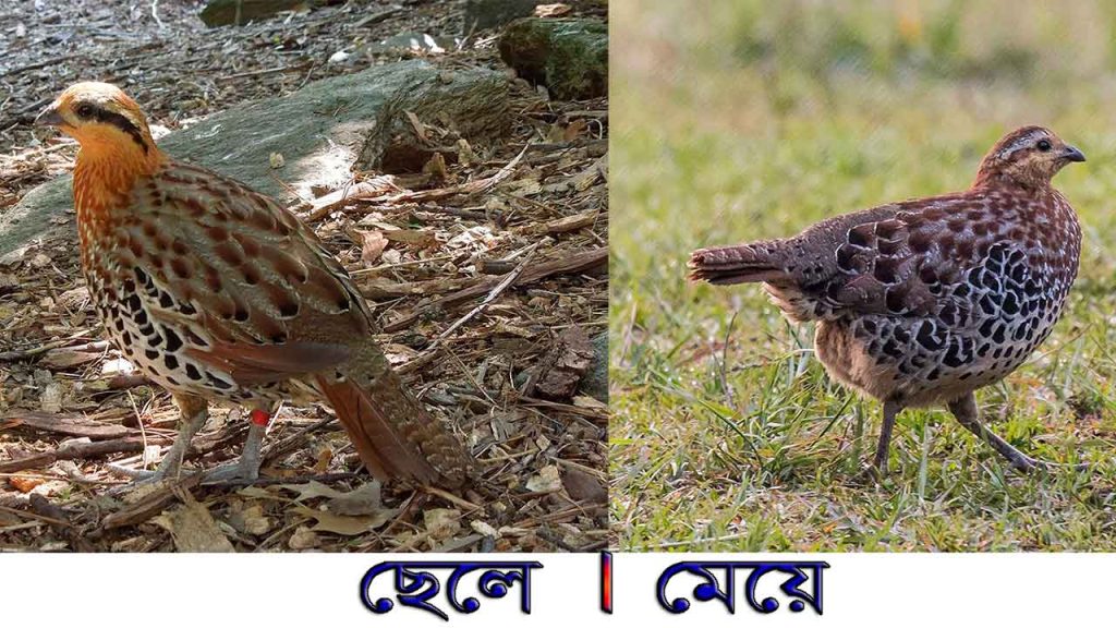 পাহাড়ি বাঁশবনের তিতির, ছেলেপাখি ও মেয়েপাখি