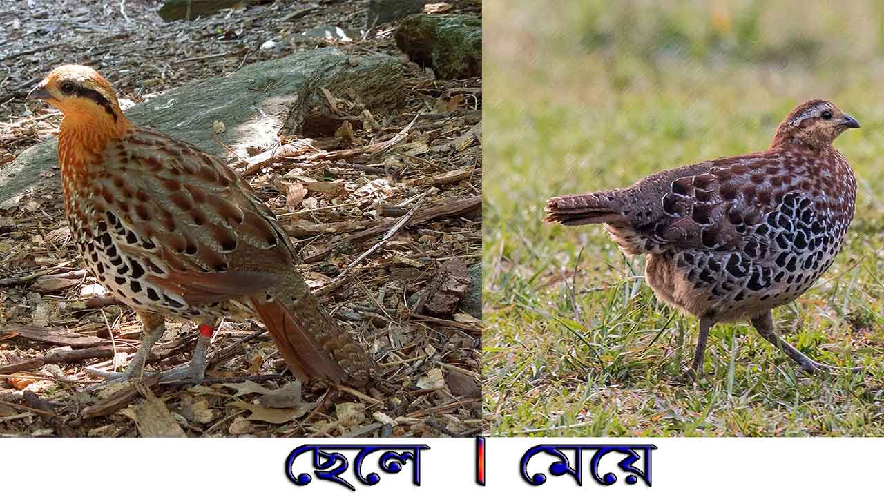 পাহাড়ি বাঁশবনের তিতির, ছেলেপাখি ও মেয়েপাখি