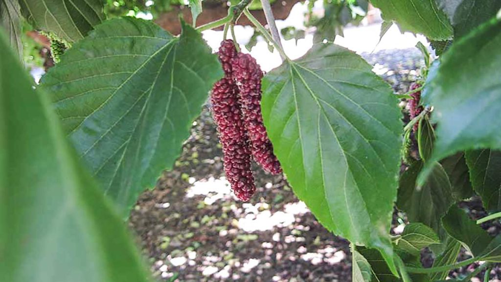 গাছে ঝুলন্ত লম্বা রসালো পরিপক্ক হিমালয়ী তুঁত বা শাহ তুঁত ফল এবং সবুজ পাতা