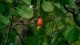 কাজুবাদাম গাছ (Anacardium occidentale) এবং এর সবুজ পাতার বিস্তারিত দৃশ্য।