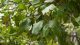 তেন্দু বা বিড়িপাতা গাছের সবুজ পাতা (Diospyros melanoxylon)