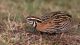 ছেলে বৃষ্টি বটেরা; Male Rain Quail